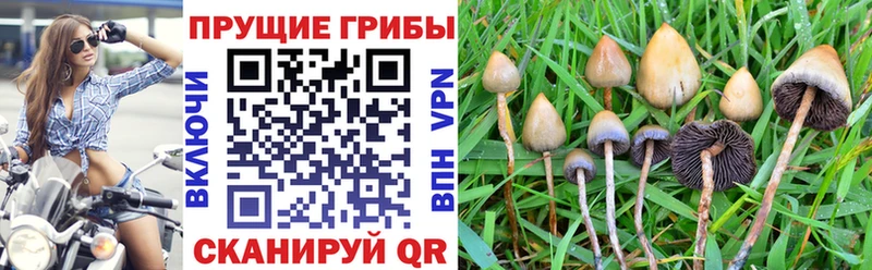 Галлюциногенные грибы прущие грибы  как найти наркотики  Боготол 